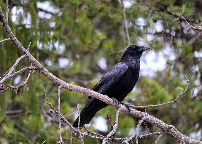 Corvus Attentive East 2
