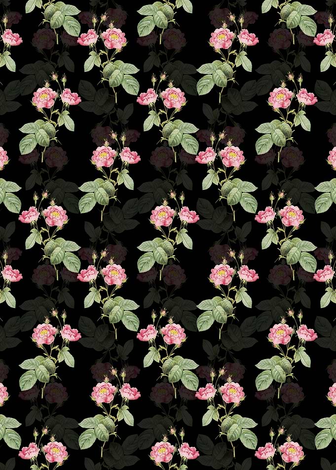 Anemone Centuries Rose