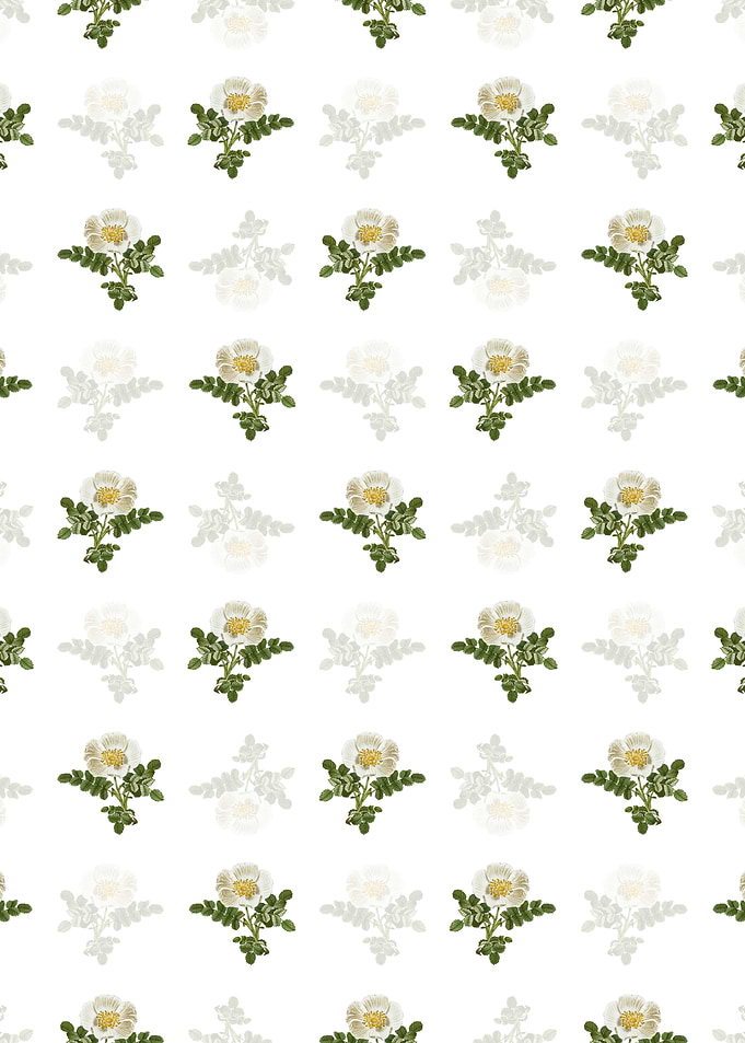 White Burnet Rose Pattern