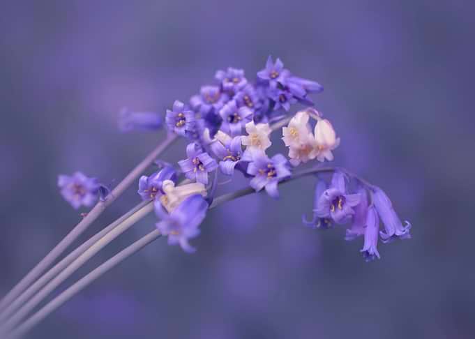 Beautiful Blue Bells