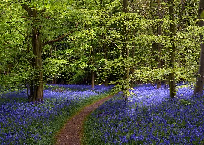 Bluebells Forest