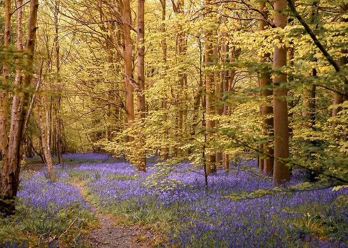 Gorgeous Blue Bells