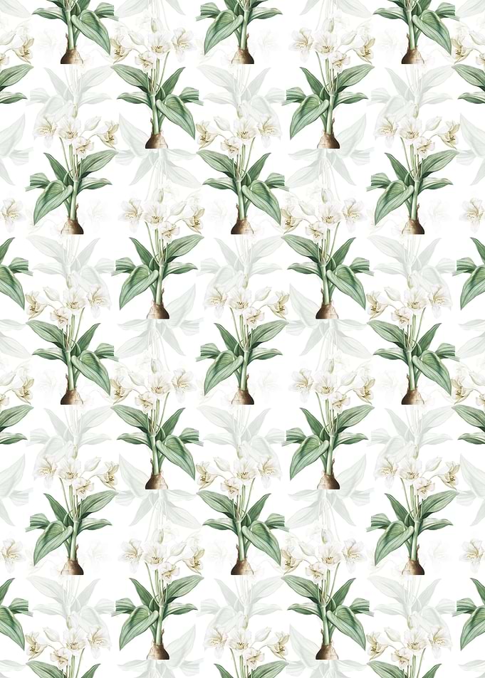 Crinum Giganteum Pattern
