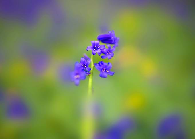 Beautiful Blue Bells