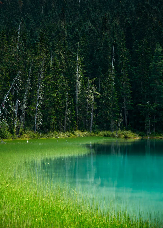 Forest