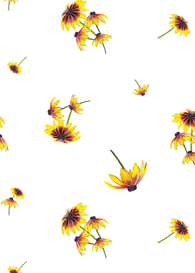 Black eyed susan flower