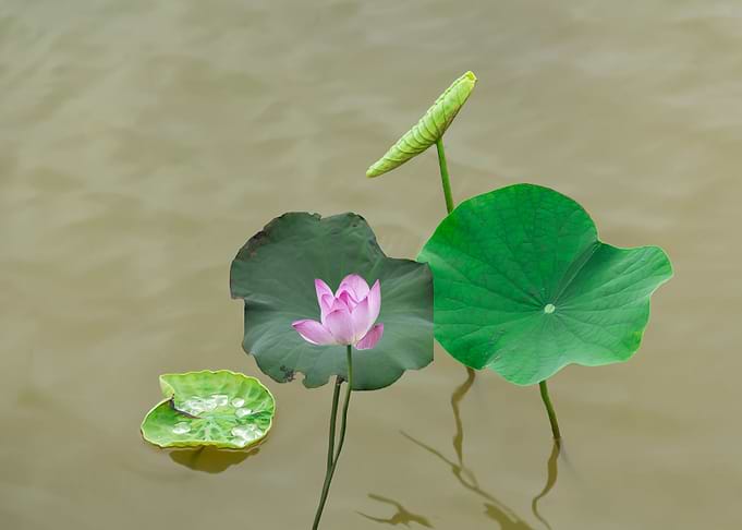 lotus