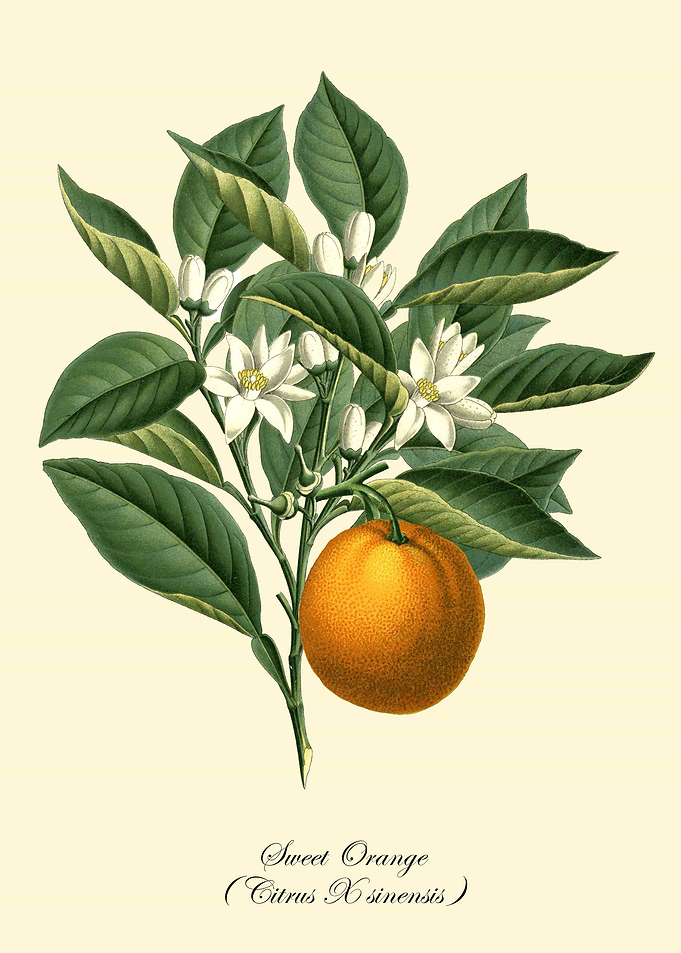 Sweet Orange Fruit