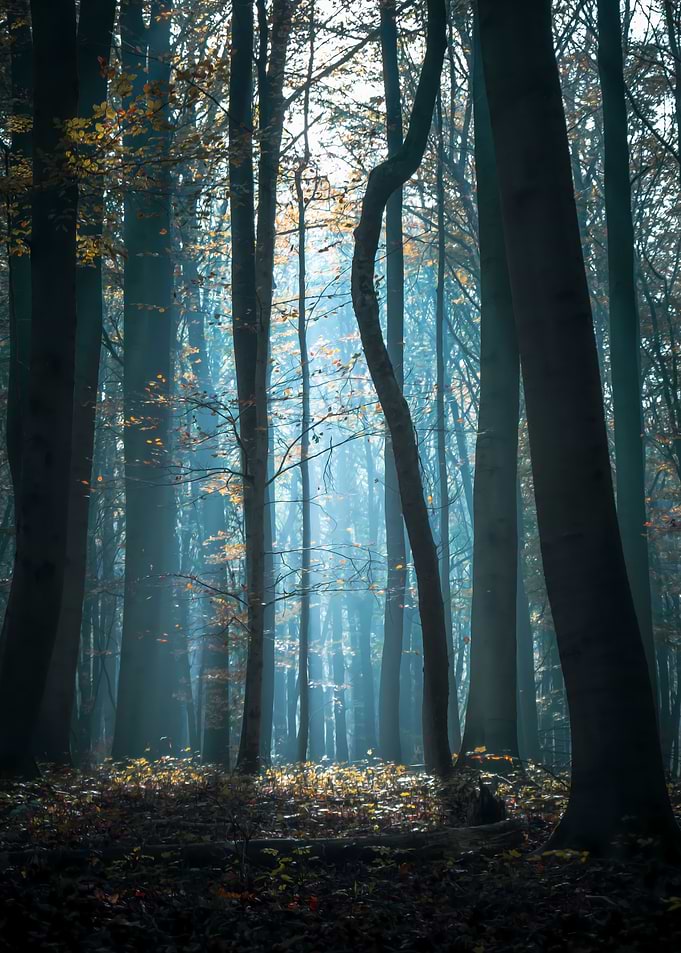Forest