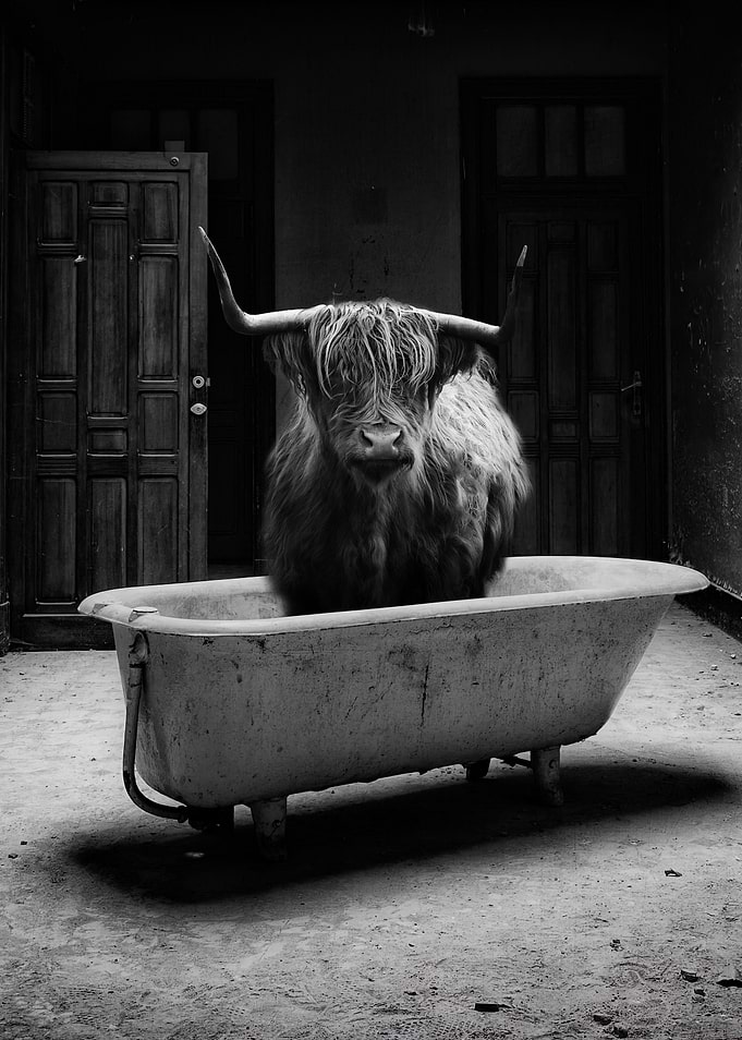 Highland Baby Cow