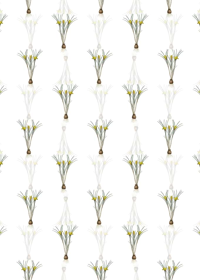 White Cloth of Gold Crocus