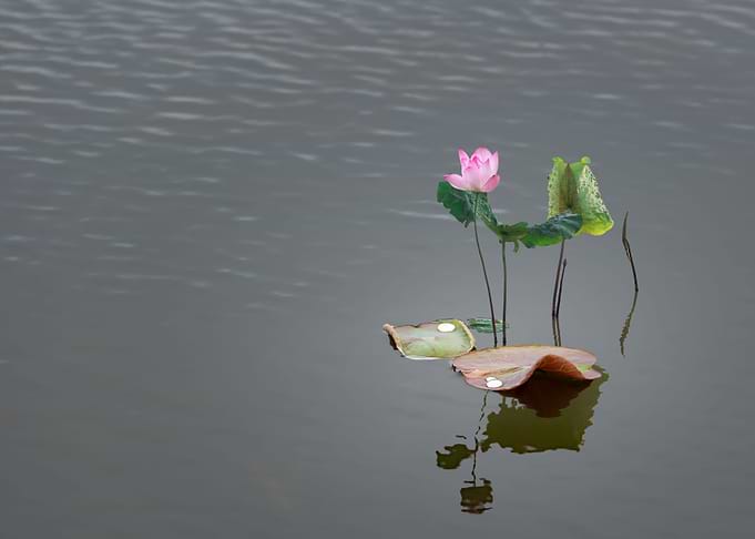lotus
