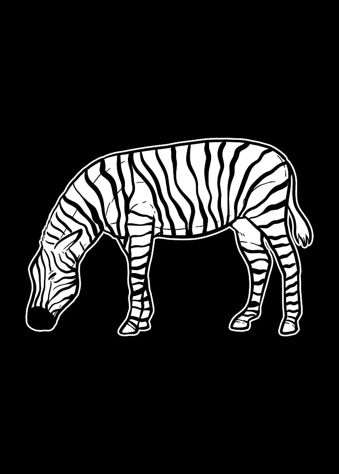 Zebra