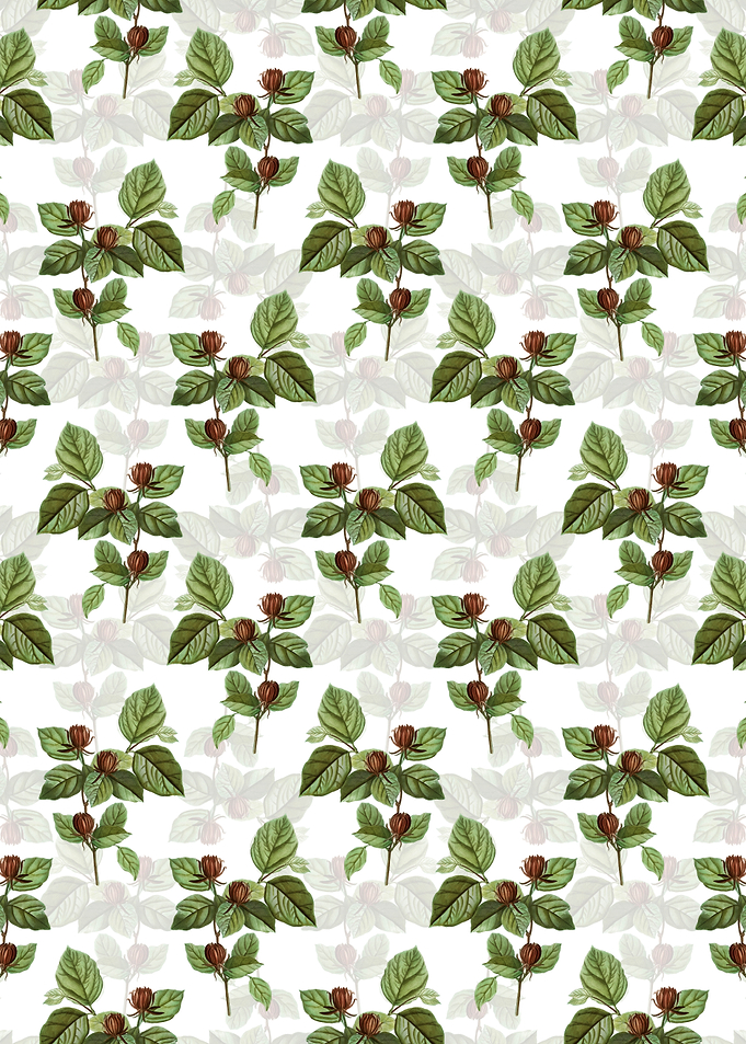 Carolina Allspice Flower
