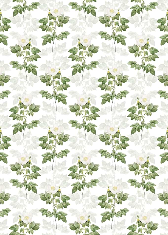 Leschenaults Rose Pattern
