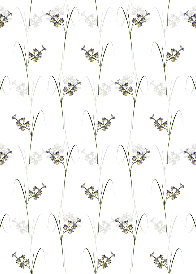 Gladiolus Ringens Pattern