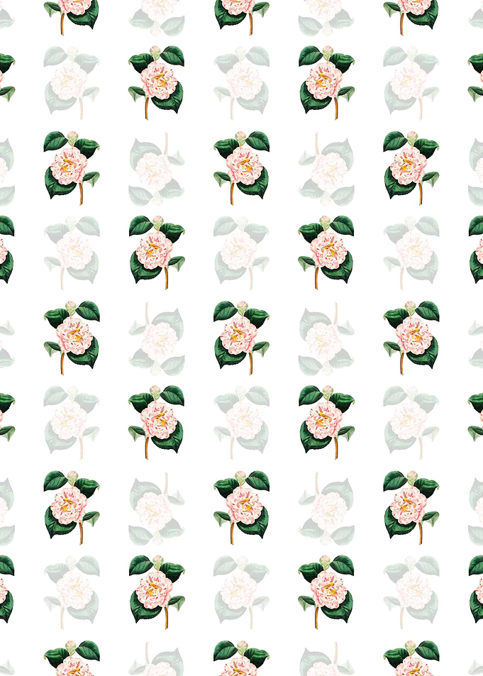 Grays Invincible Camellia