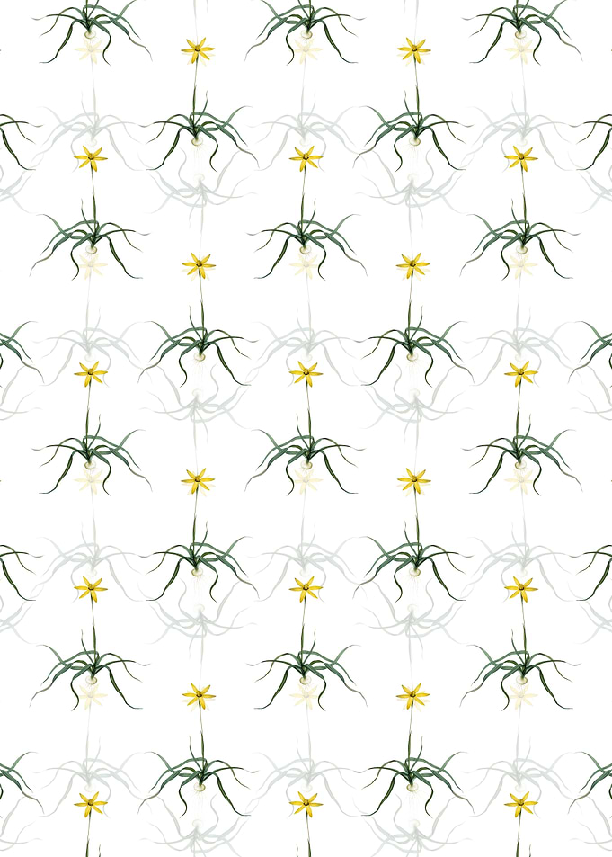 Hypoxis Stellata Pattern