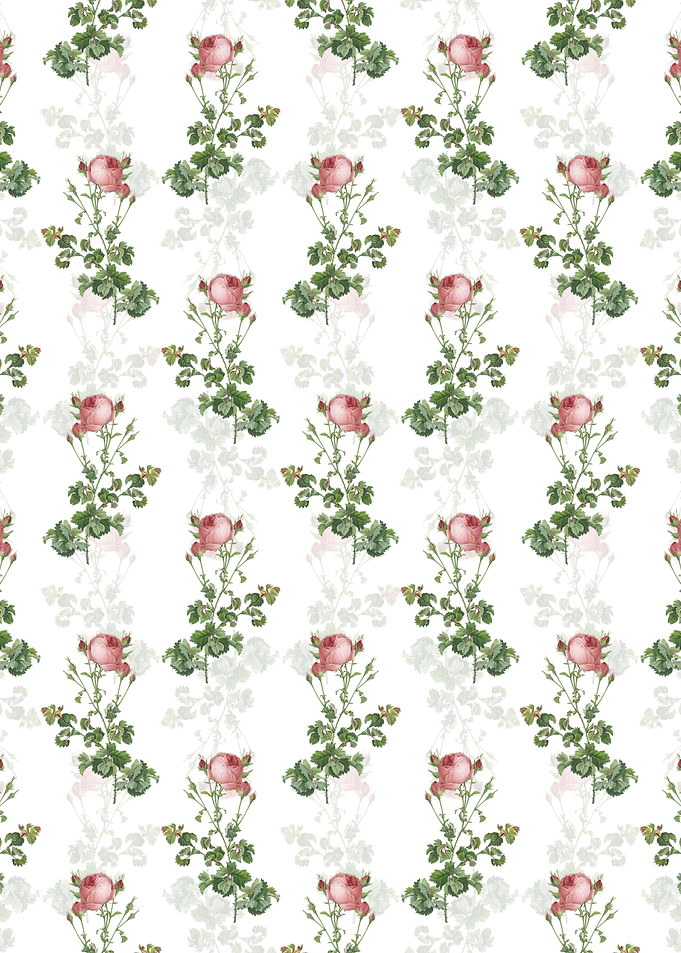 Celery Leaved Cabbage Rose