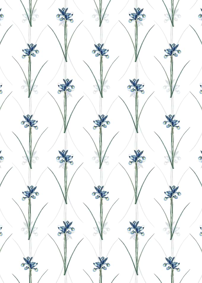 White Spanish Iris Pattern