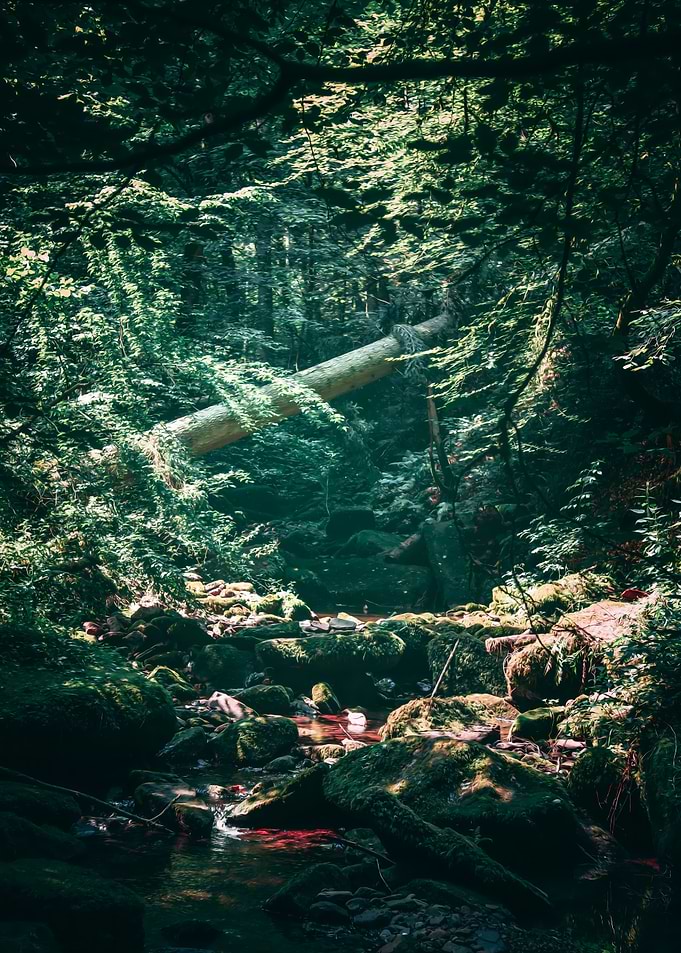 Forest