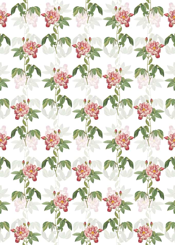 Variegated French Rose