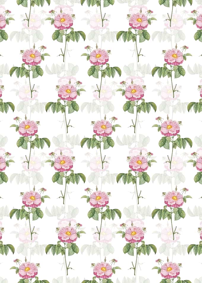Speckled Provins Rose