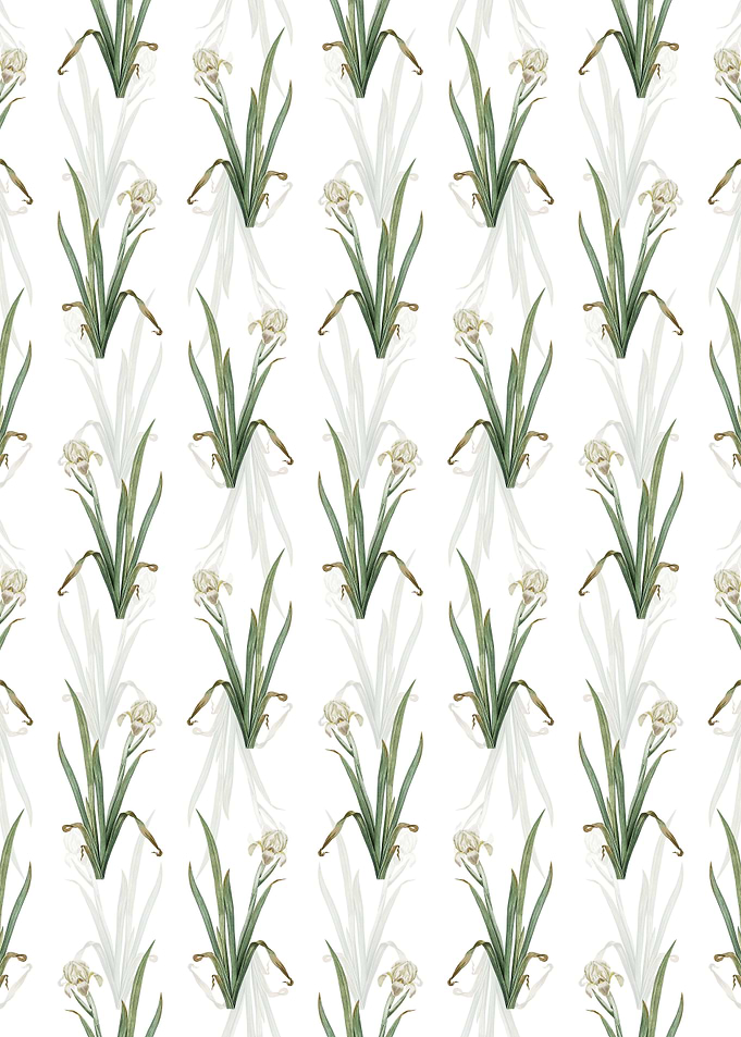 White Crimean Iris Pattern