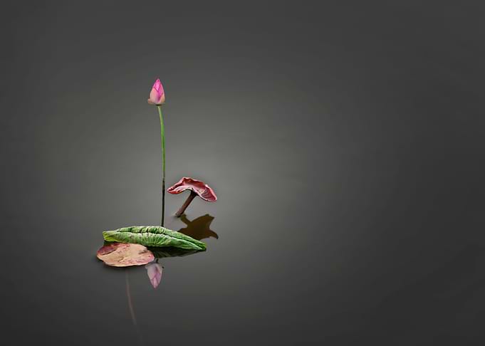 lotus