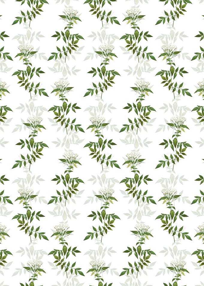 Jasmin Officinale Flower