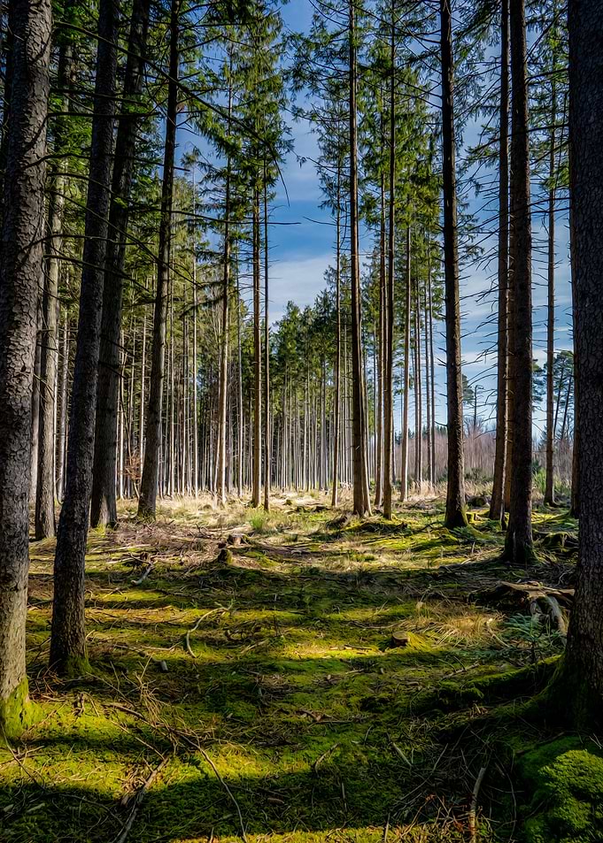 Forest