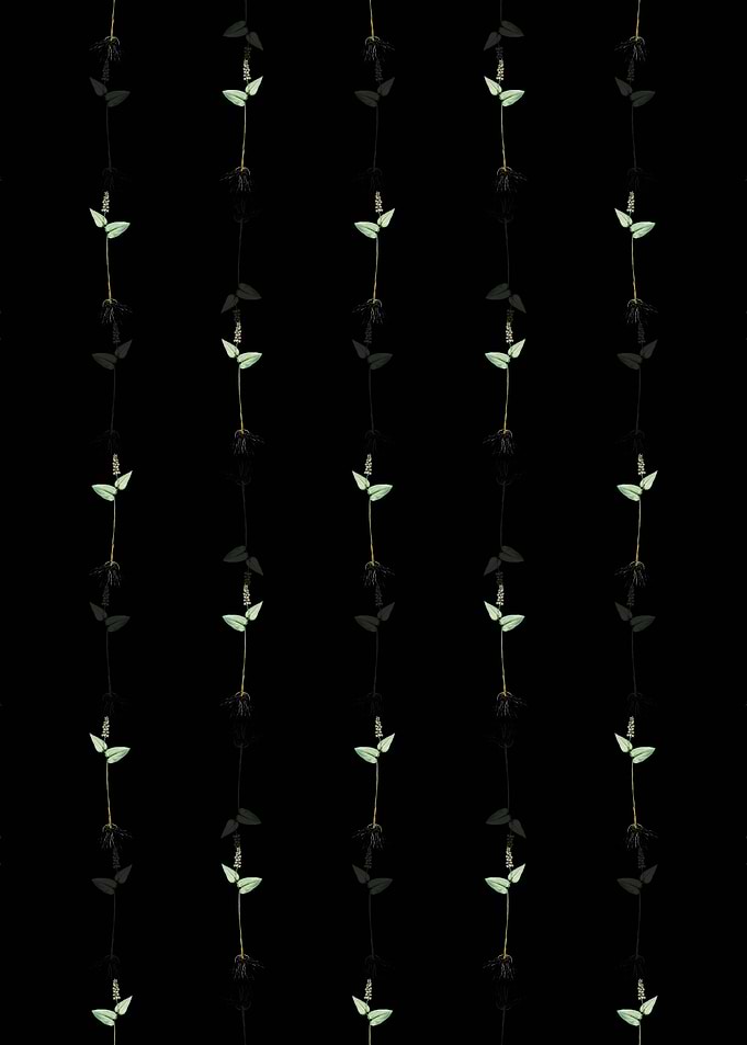 Floral Mayanthemum Pattern
