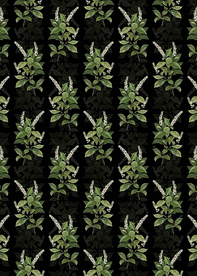 Black Virginia Sweetspire
