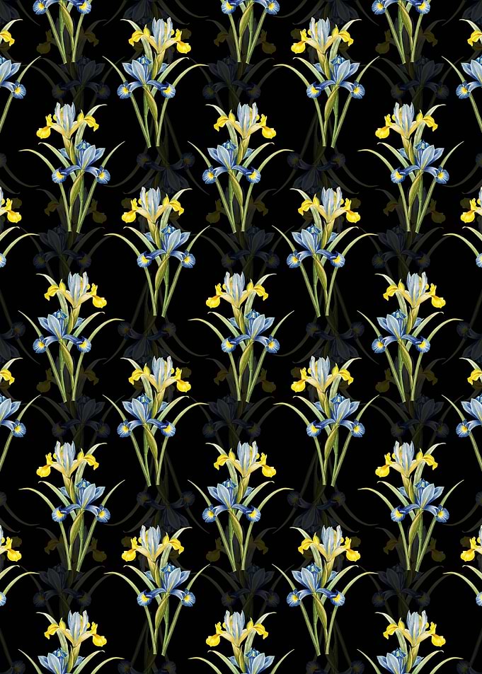 Black Spanish Iris Pattern