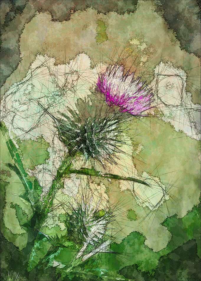 Scottish Thistle