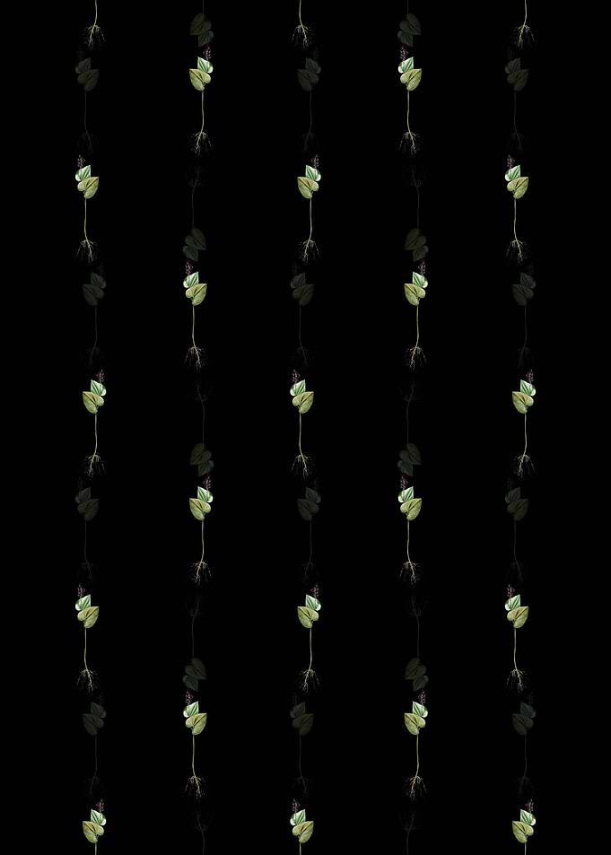 Floral Mayanthemum Pattern