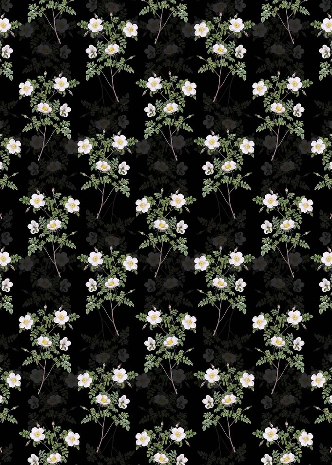 Black White Candolles Rose