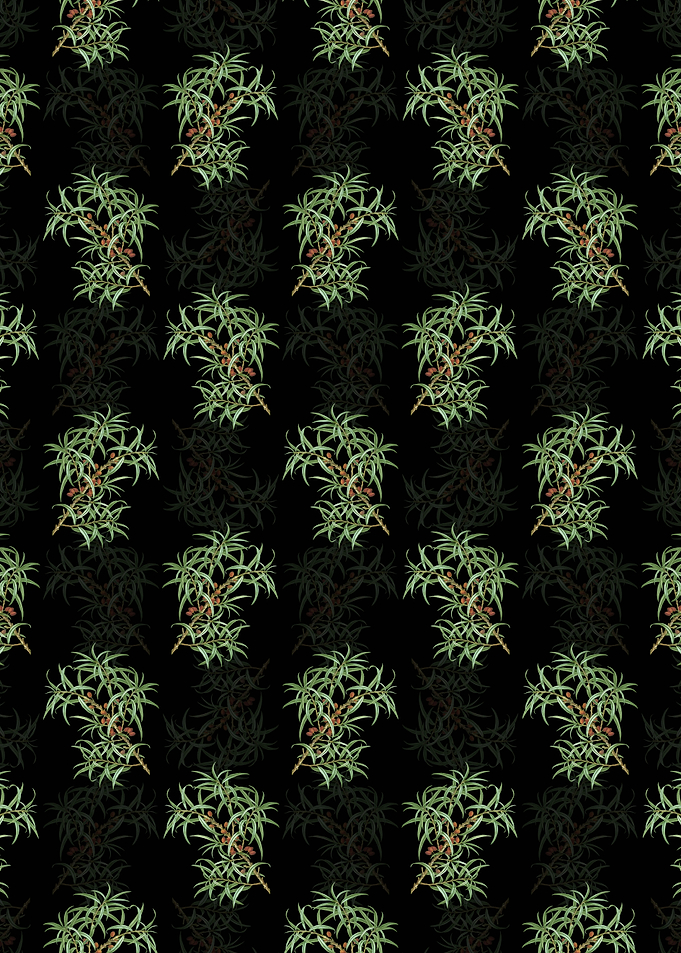 Black Common Sea Buckthorn