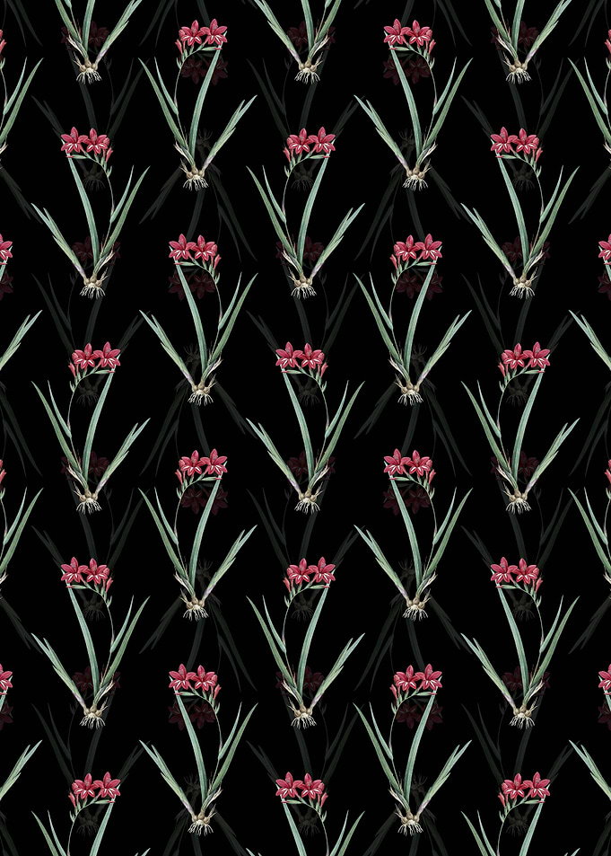 Black Gladiolus Cardinalis