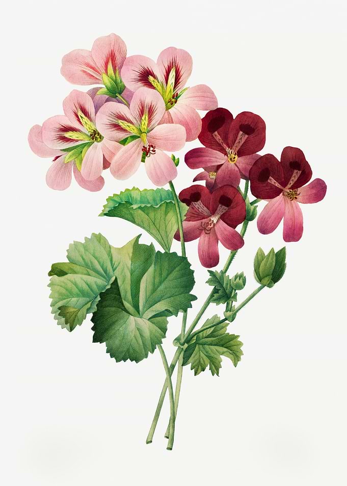 Geranium