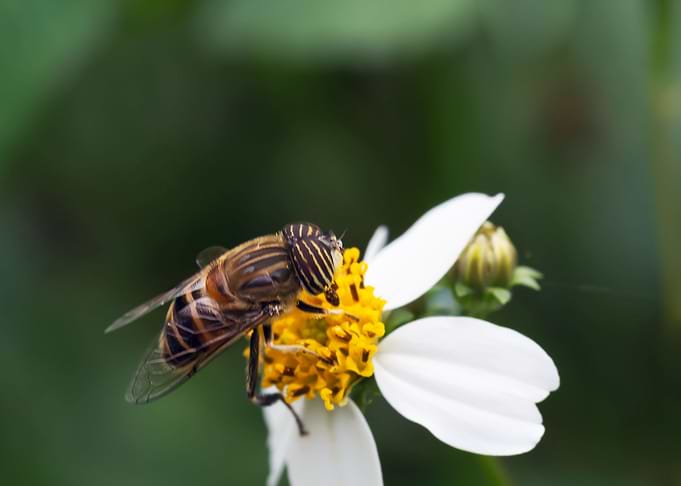 Insects