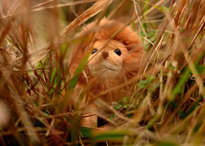 King of the savannah