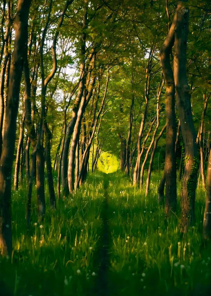 Forest