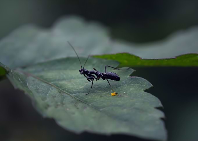 Insects