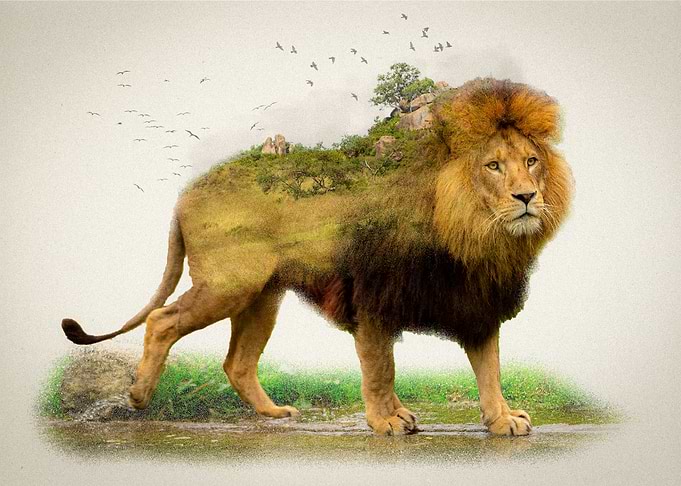 African Lion Habitat