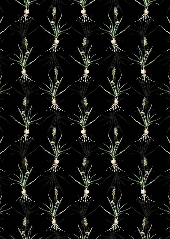 Black Muscari Ambrosiacum