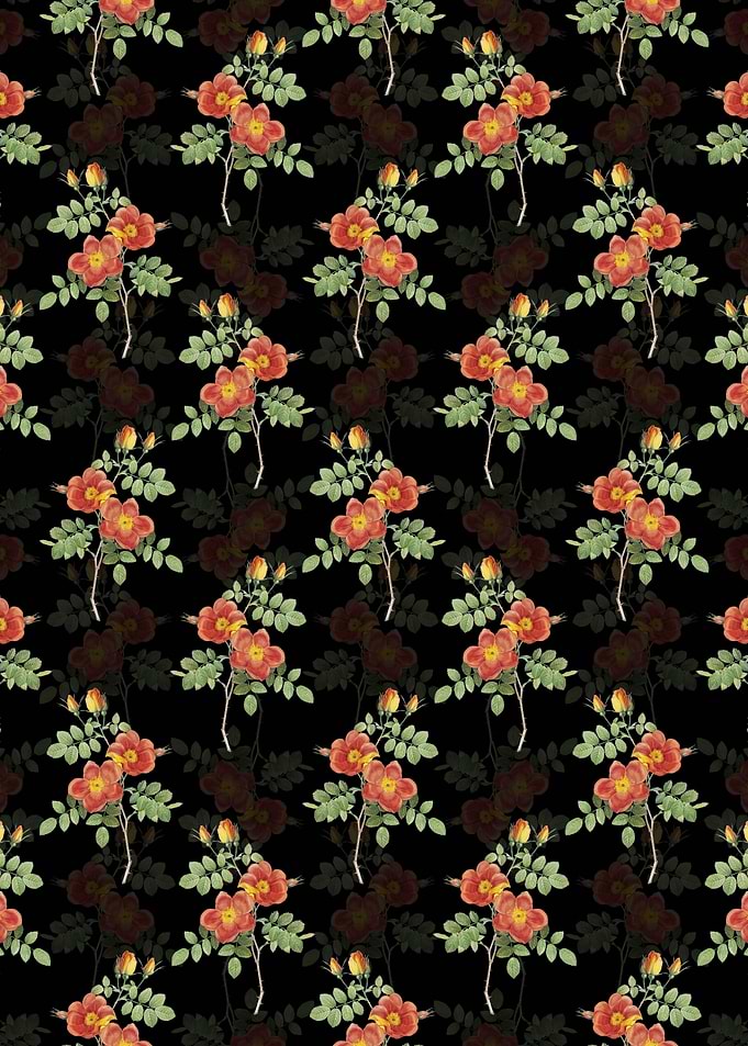 Black Austrian Briar Rose