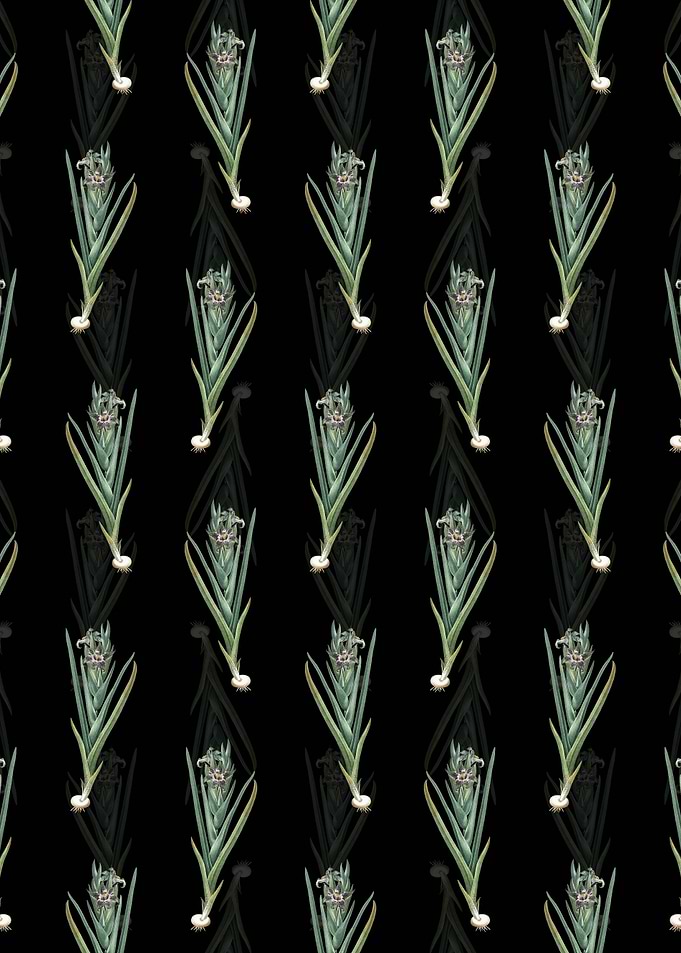 Floral Ferraria Pattern