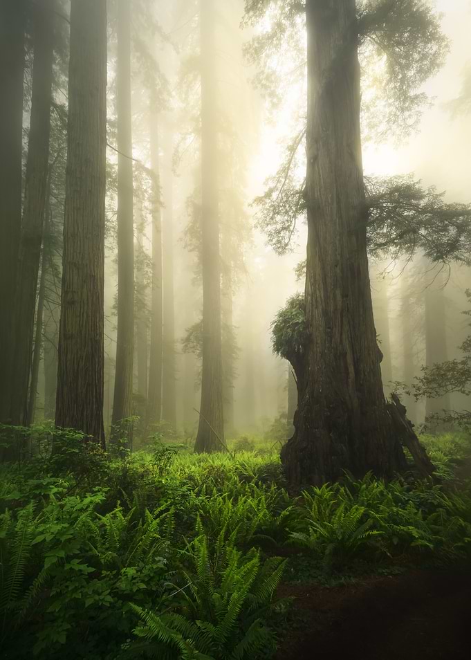 Giants In Damnation