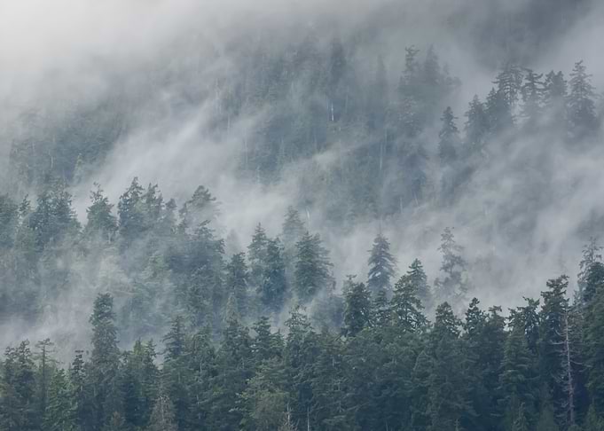 Quinault Rain Forest